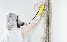 Trusted Decatur, IL Mold Remediation Experts